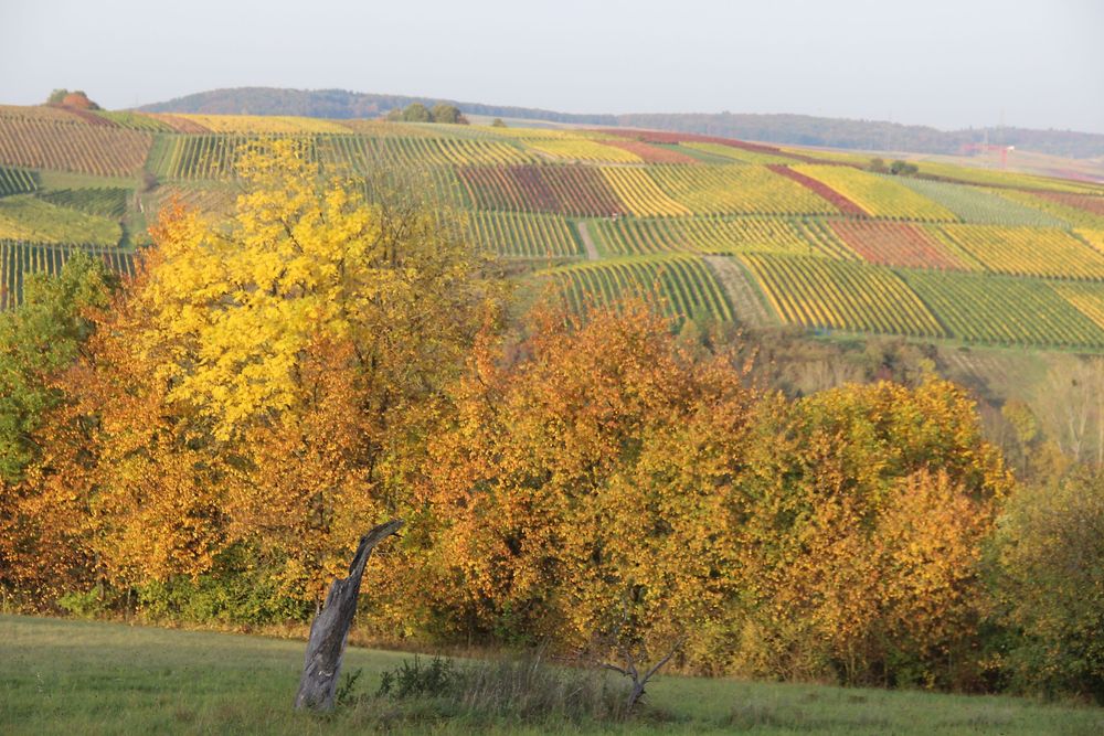 Wald  und Wiesenweg Windesheim hccsmp