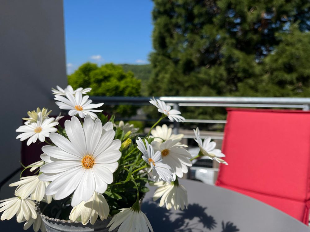 Ausblick am Mammutbaum i7siaa