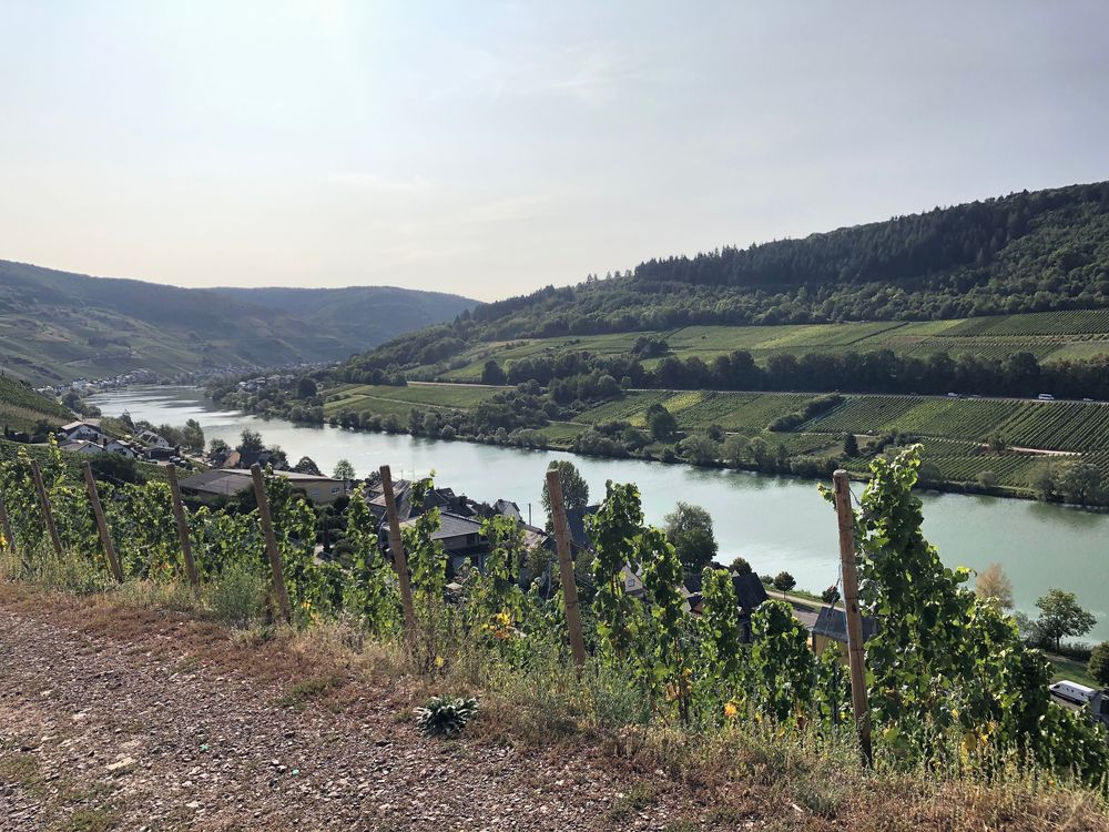 "Pissamann" Weinlehrpfad Zell Merl gt4f02