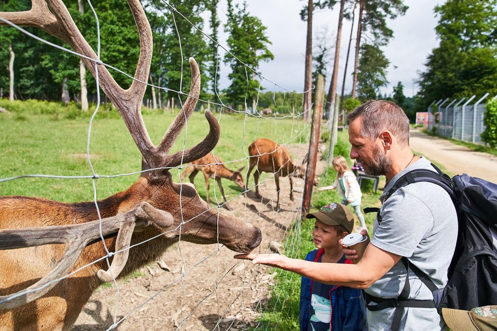 Tierpark Rheinböllen gjbzh3
