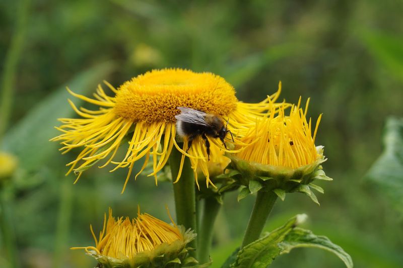 Bienenpfad fy9ktw