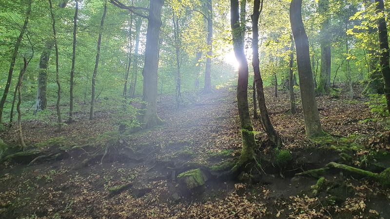 evenementen/workshop-en-wandeling-wildvruchten-en-wortels-59a4