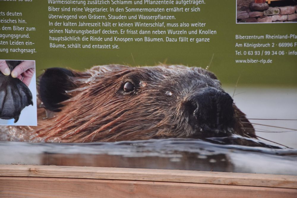 Biberpfad fweina