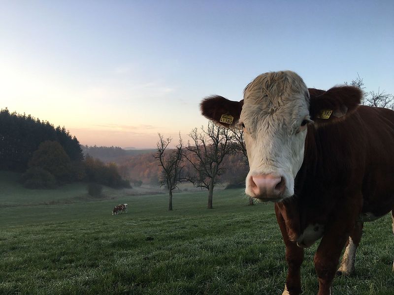 Weg des Feldes fvst73
