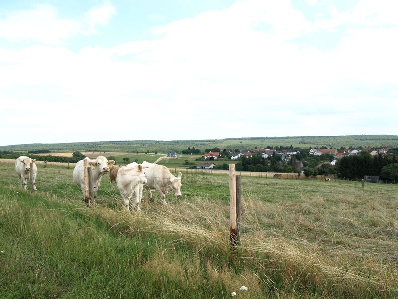 Allenfelder Sonnenrunde   Rundwanderweg um die Gemeinde Allenfeld h7qdqd