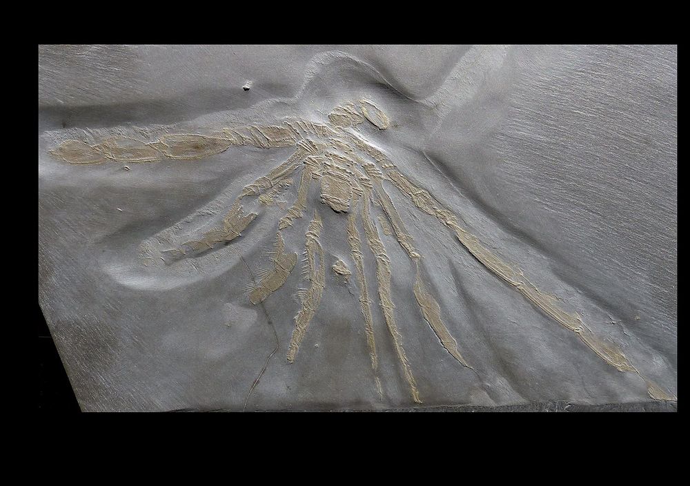 Fossilienmuseum Bundenbach fv8rcw