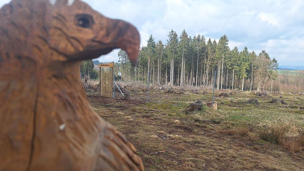 Kinderwald am Grenzgängerweg fv7ww5