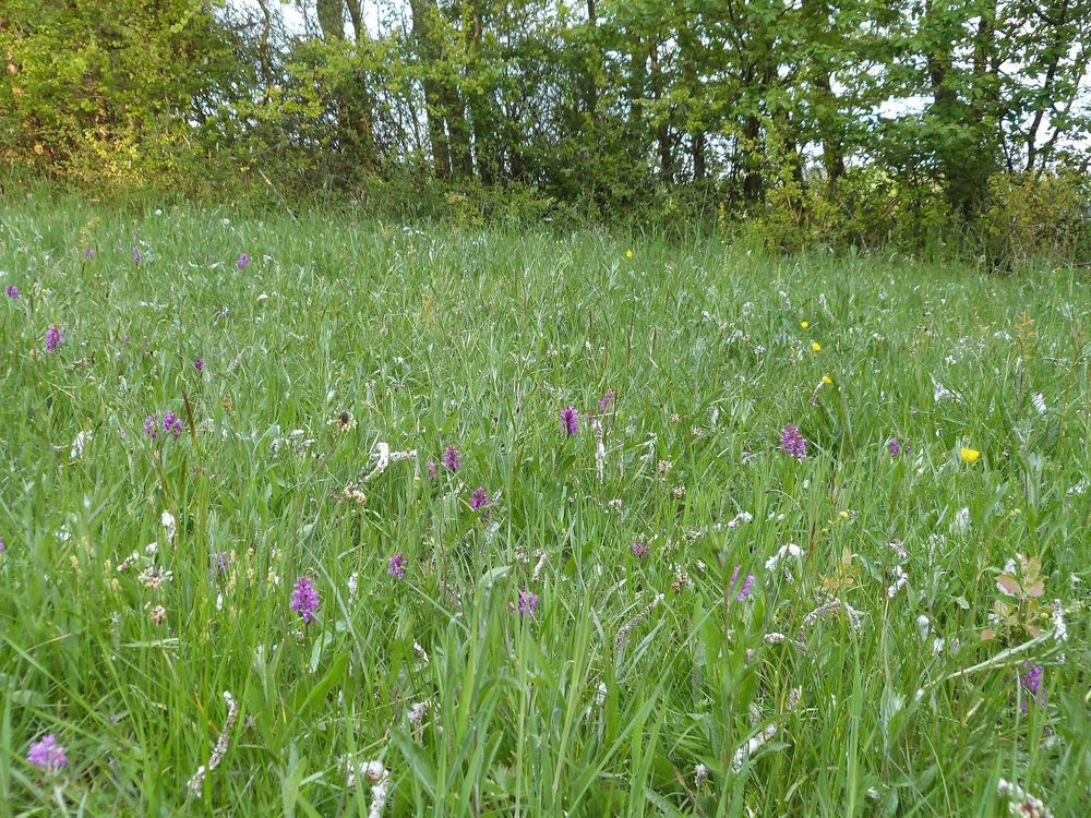 Meckenbacher Orchideenweg fprc91