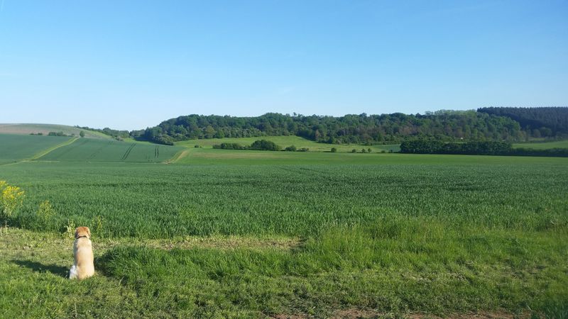 tochten/rondwandeling-wissbergwanderweg-in-hargesheim-4699