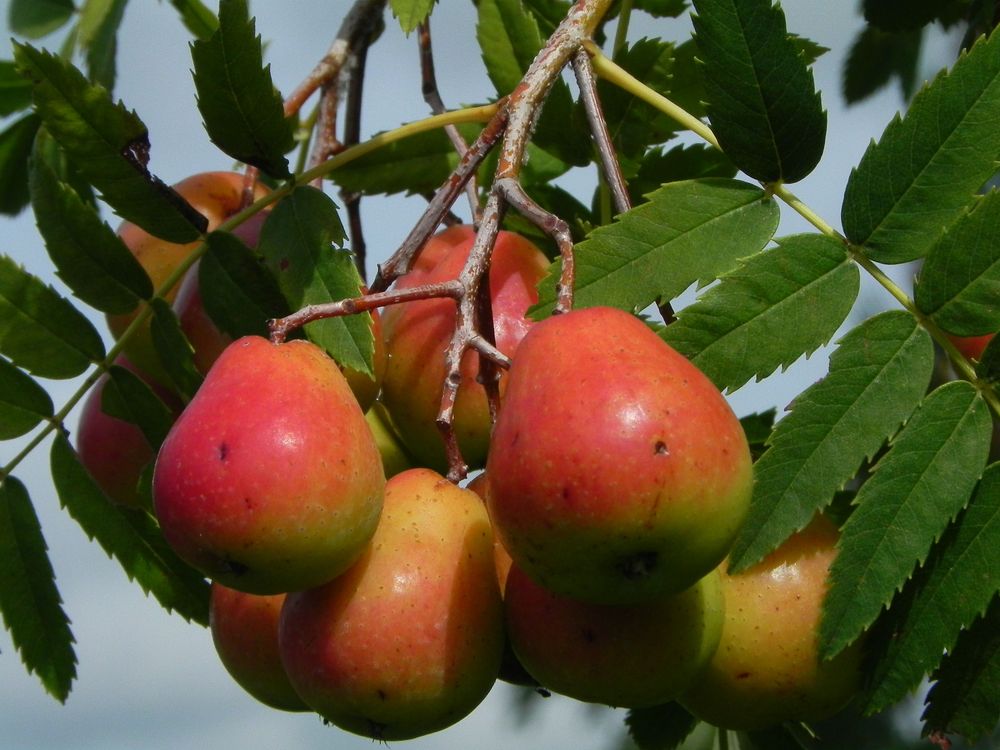 Braunweiler Naturlehrpfad g3zyg2