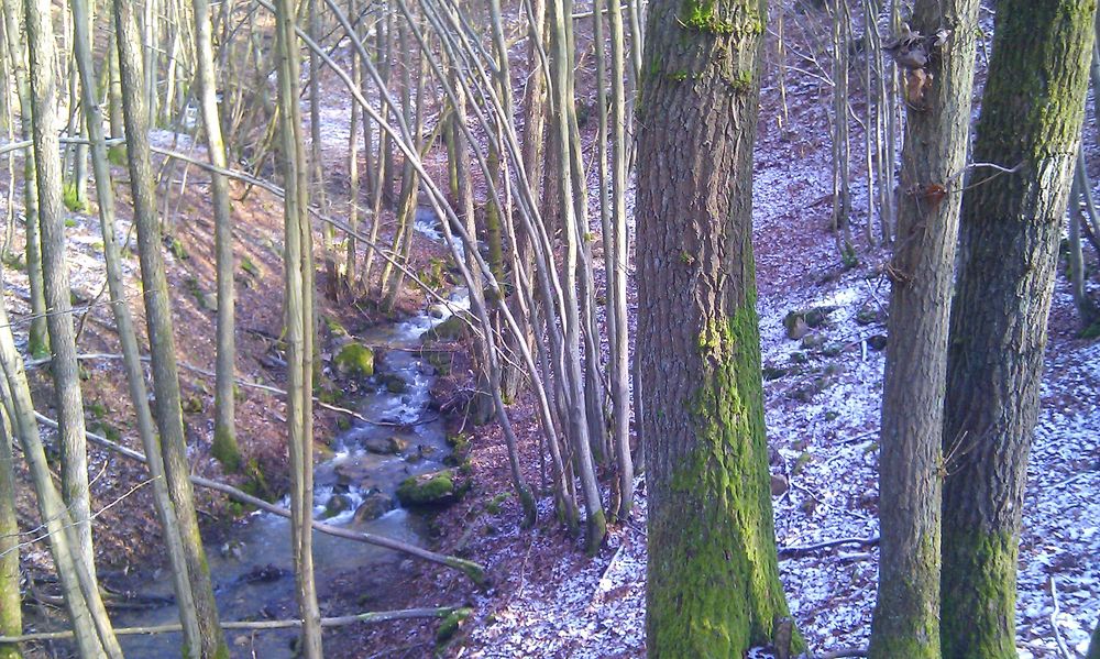Soonwaldsteig   Zuweg Hennweiler 2 g0wp94