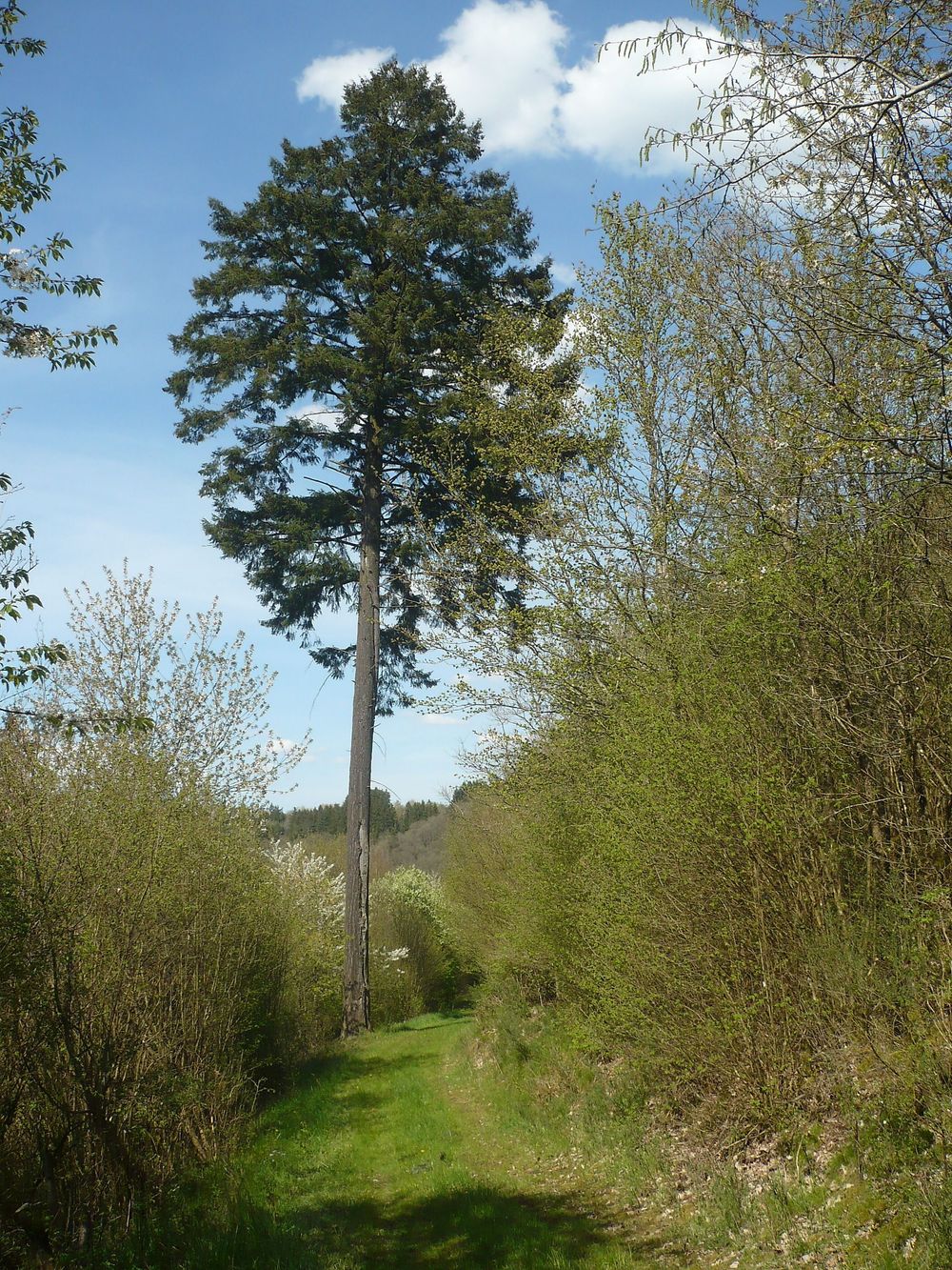 "Odels Uwe" Wanderweg Kronweiler entl08