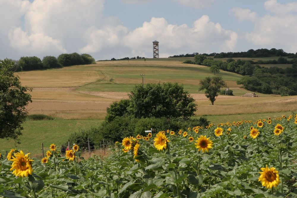 Waldböckelheimer Rundweg "Naheblick" en8swc