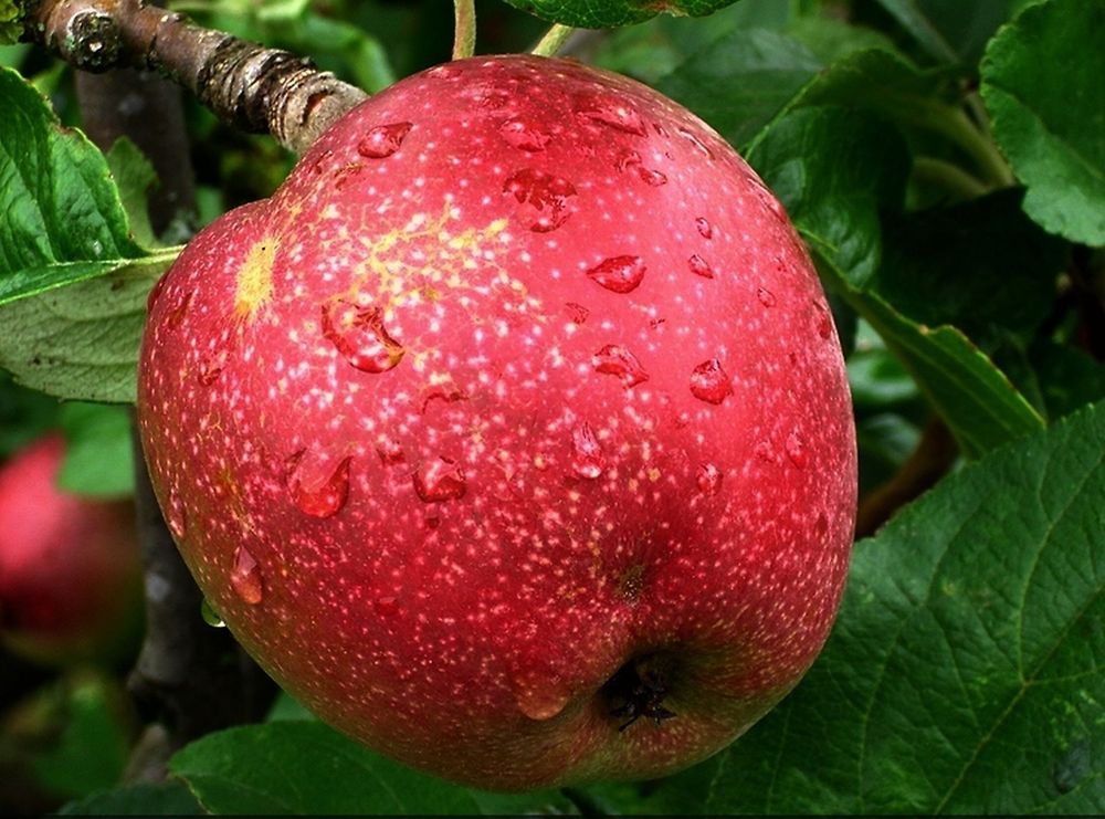 Gebroth im Naheland "Gebrother Obstweg" g06vtl