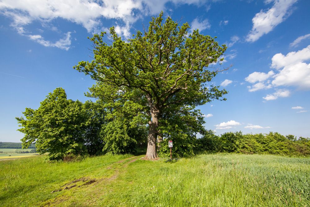 Traumschleife "Mittelalterpfad" egxie1