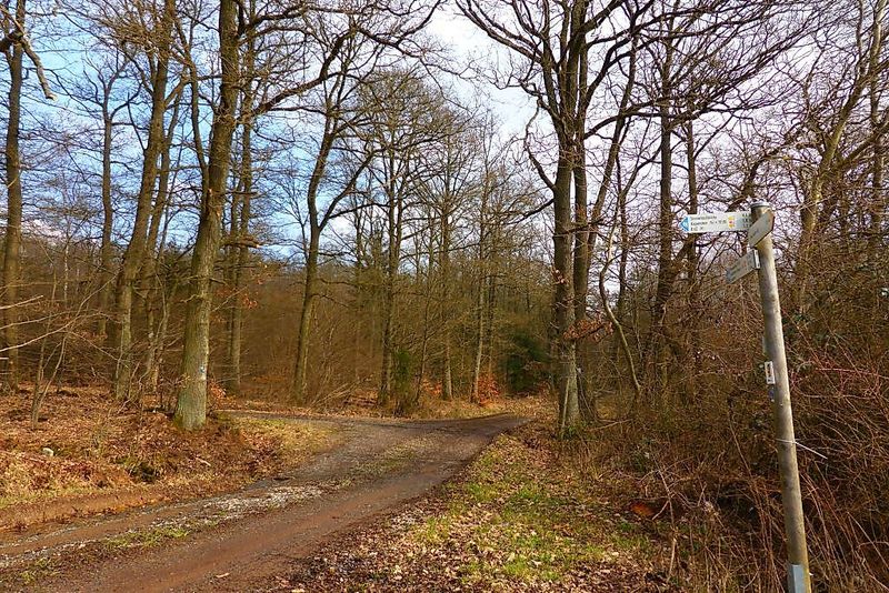 Soonwaldsteig   Zuweg Henau dxu1rp