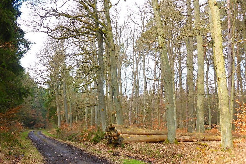Soonwaldsteig   Zuweg Seesbach 1 dwqhyi