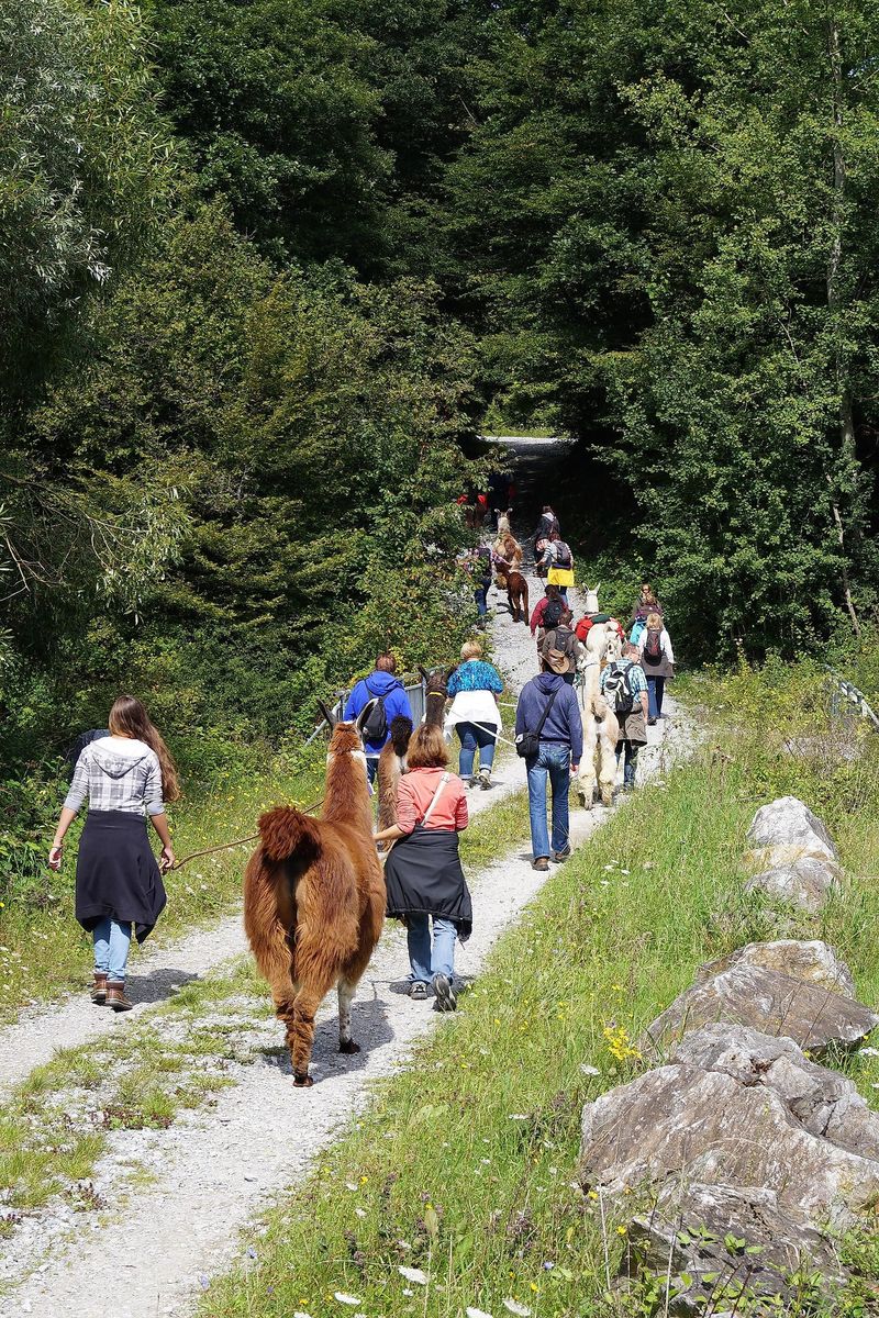 Lama Alpakawanderung: Schnuppertour mit Imbiss dqrl2h
