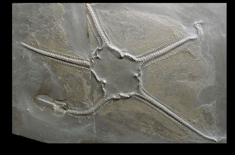 pois/fossilienmuseum-bundenbach-4243