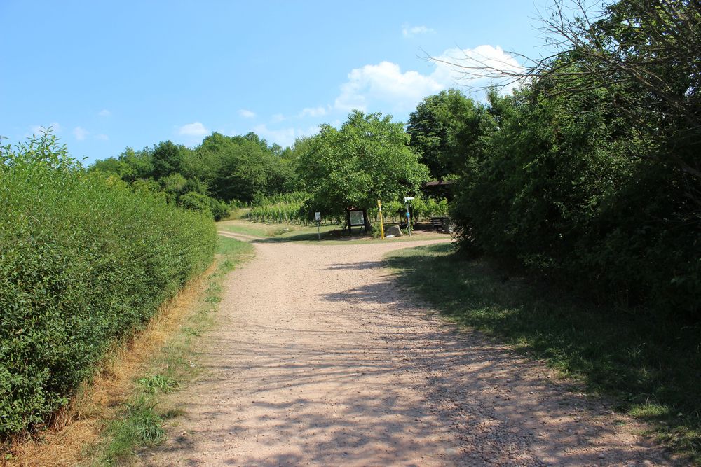Rundtour Wißbergwanderweg in Hargesheim debzep