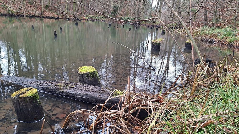Teich am Kriesbächelche db2x7m