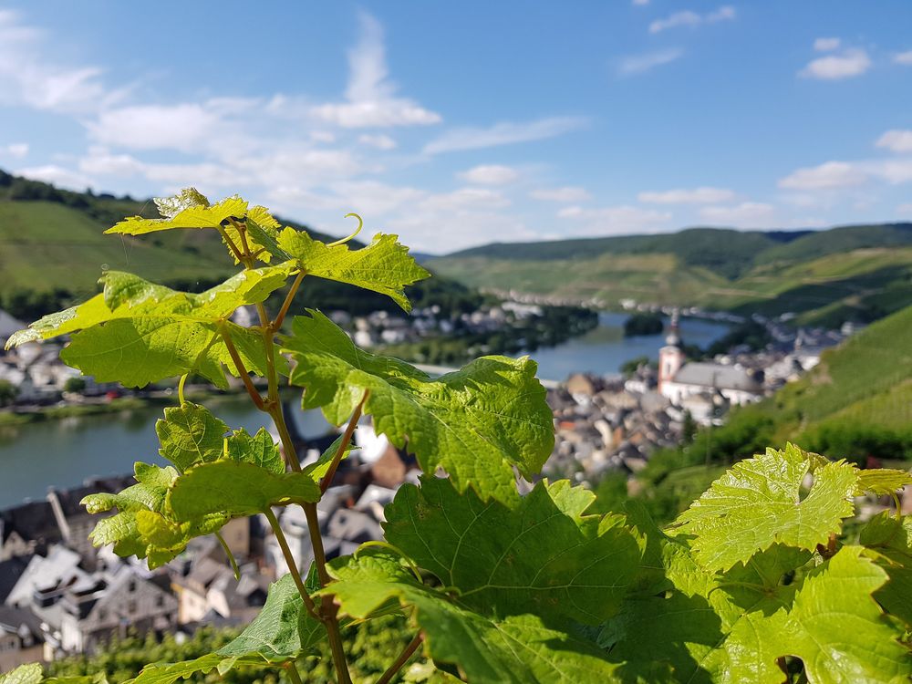 "Zeller Schwarze Katz" Themenwanderweg da9ro6