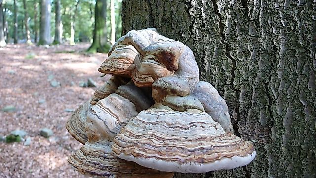 Soonwaldsteig   Etappe 4: Ellerspring Rheinböllen e5qdoo