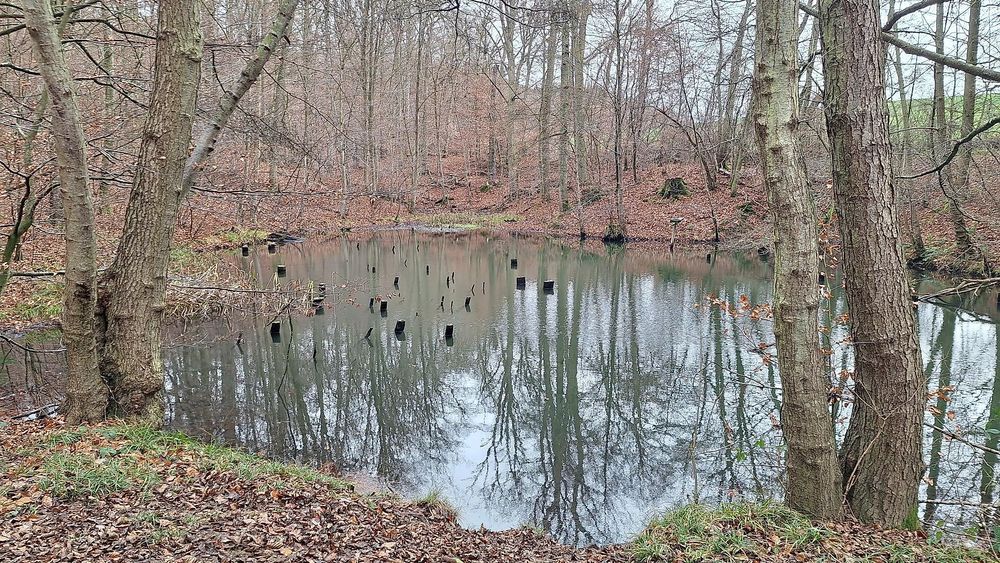 Teich am Kriesbächelche crsa16