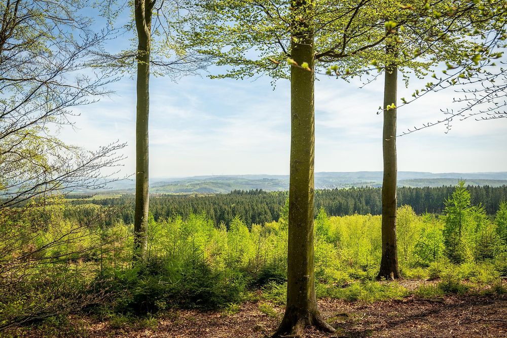 Nationalpark Hunsrück Hochwald e2lhvy