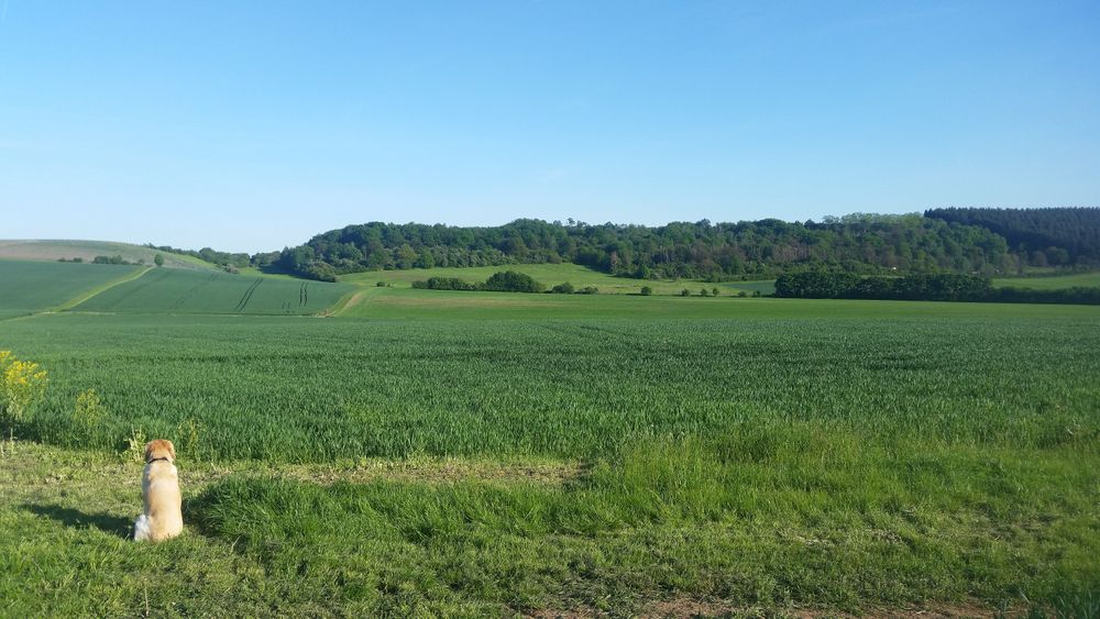 Rundtour Wißbergwanderweg in Hargesheim ckpzyu