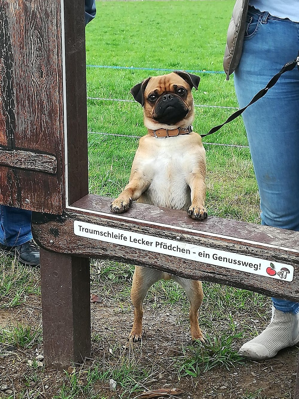 Hunde Genussfenster an der Traumschleife "Lecker Pfädchen" cg8jh3