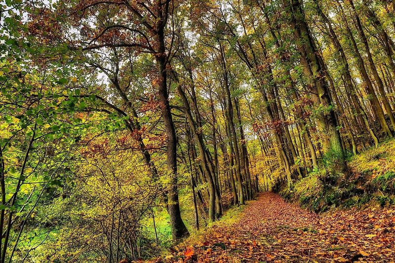 Fotowalk: "Pilze und Landschaft im Herbst" cbx8u1