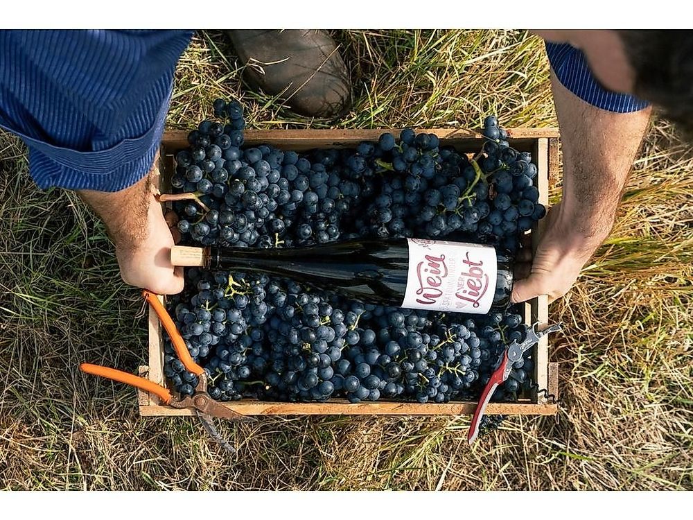 Werde Winzer – „Jahrgang in Arbeit“ bw76mi