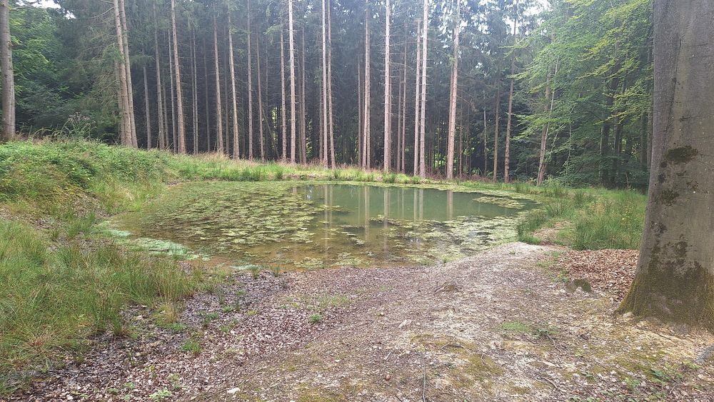 Himmelsteich Birkheim btwian