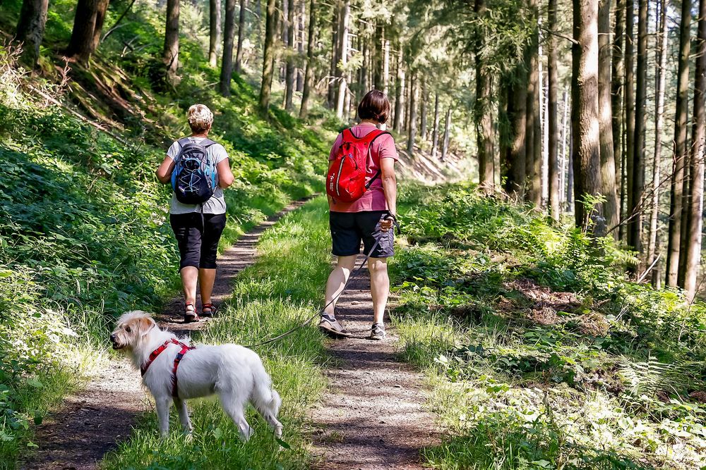 Moselsteig Seitensprung Felsen