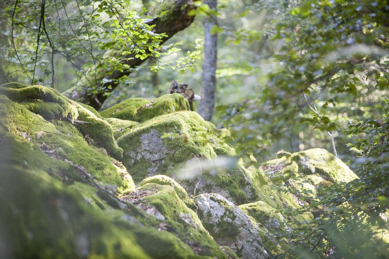pois/nationalpark-hunsrueck-hochwald-df20