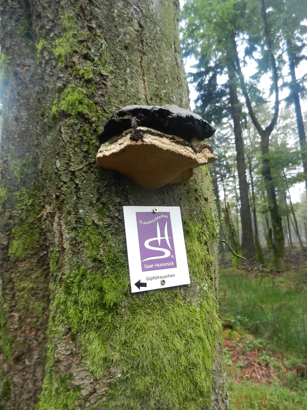 Nationalpark Traumschleife Gipfelrauschen bgjytf