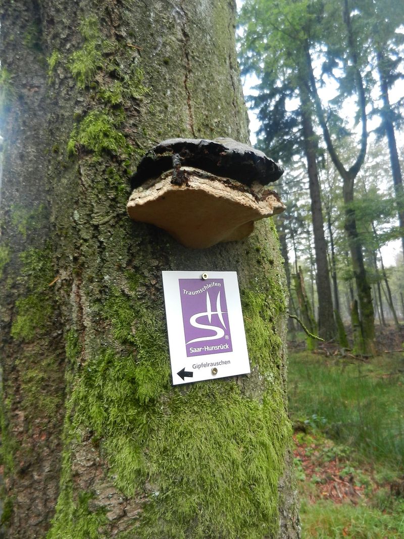 touren/nationalpark-xtraumschleife-gipfelrauschen-2ef0
