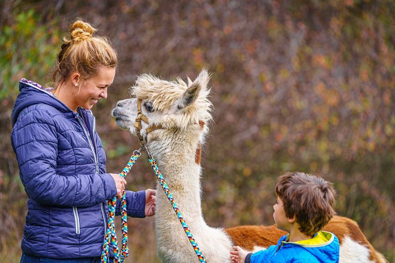 Lama Alpakawanderung: Schnuppertour mit Imbiss bgh6nm