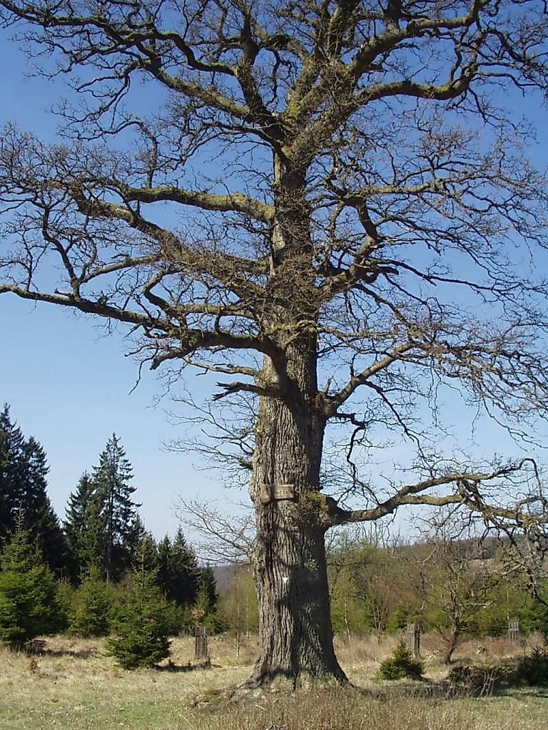 Soonwaldsteig   Etappe 3: Simmerbachtal Ellerspring bfgs1t