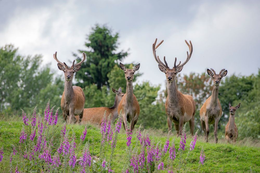Nationalpark Traumschleife Börfinker Ochsentour al3nyq