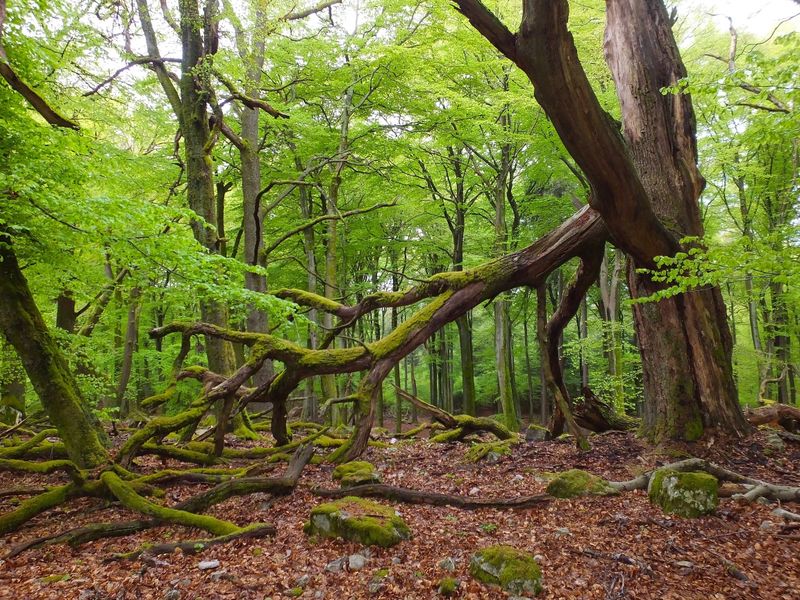 RadLust Schleife WasserTräume ahrfbd