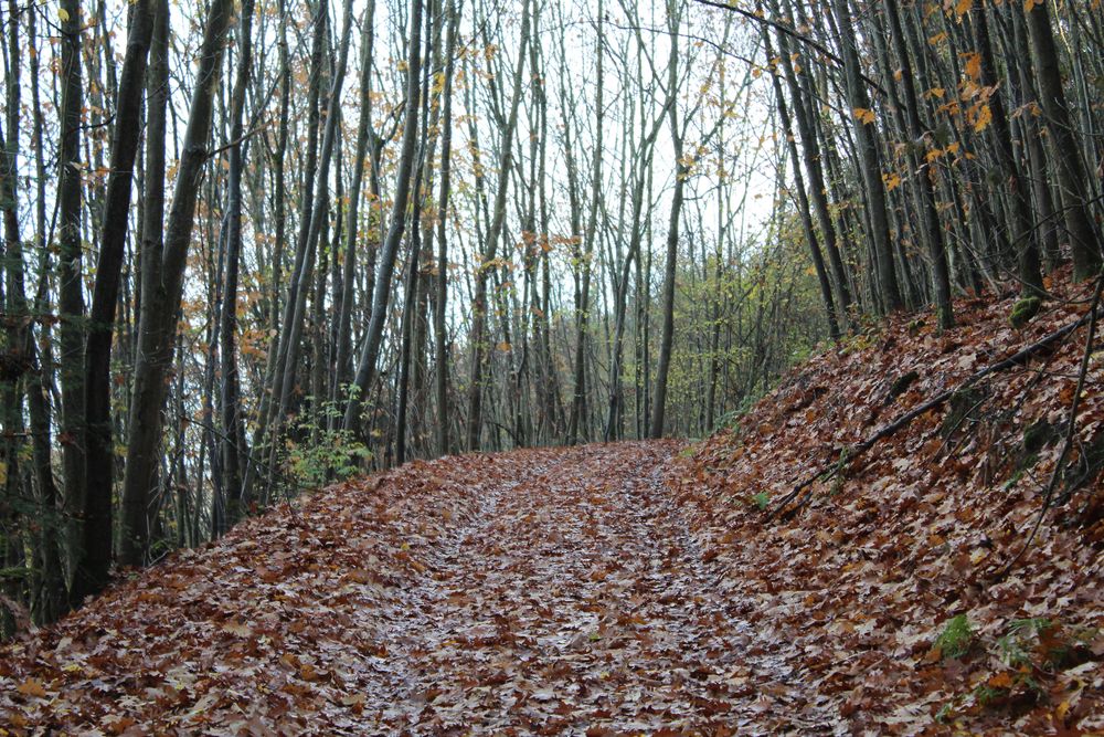 "Horgar" Pfad rund um den Zeller Hamm afvrqr