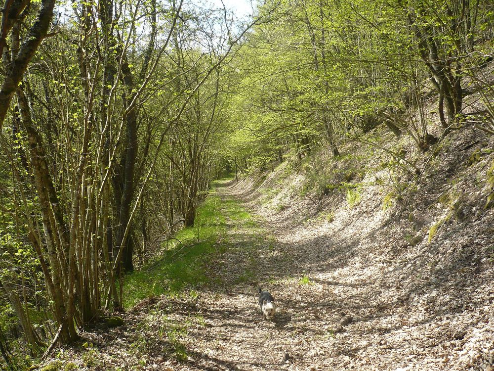 "Odels Uwe" Wanderweg Kronweiler ah8qgy