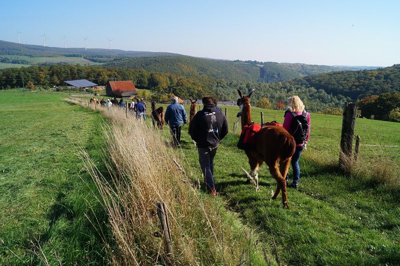 Lama Alpakawanderung: Schnuppertour mit Imbiss aan844