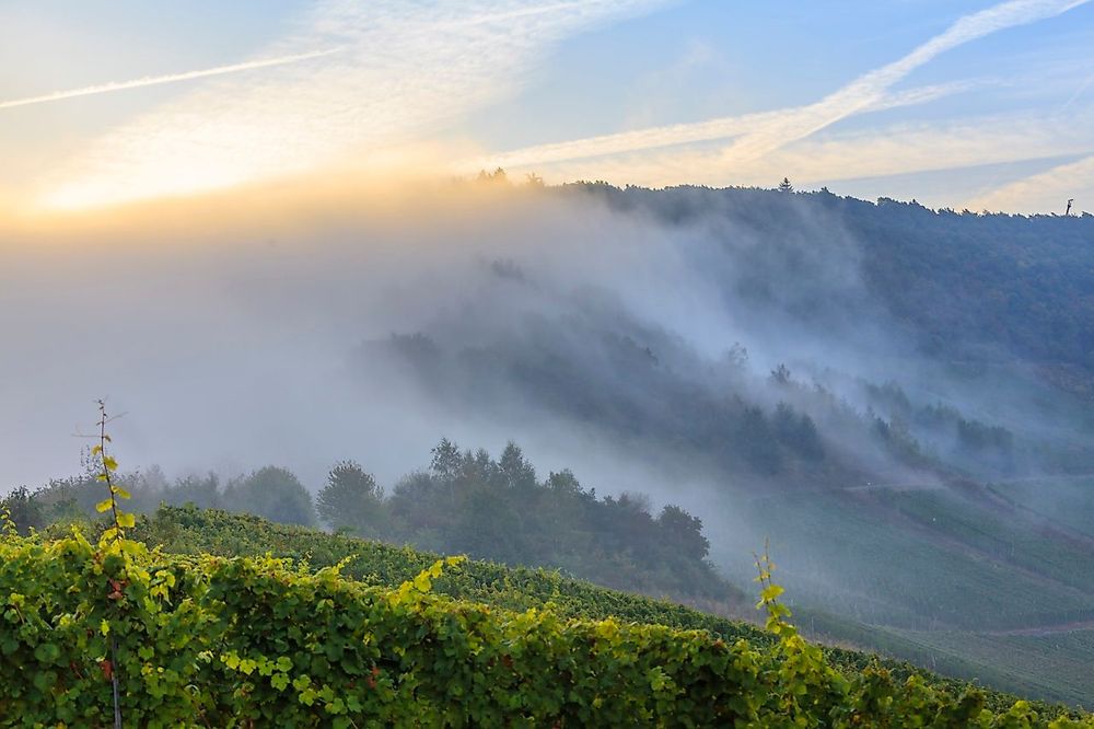 Weinlehrpfad Pünderich 135b50