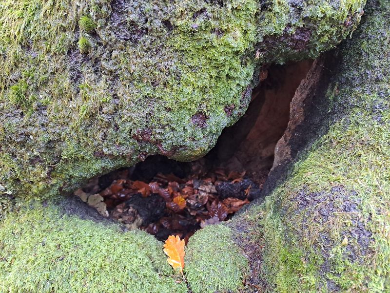 Natur als Spiegel der Seele im Felke Heilwald 12qdz6