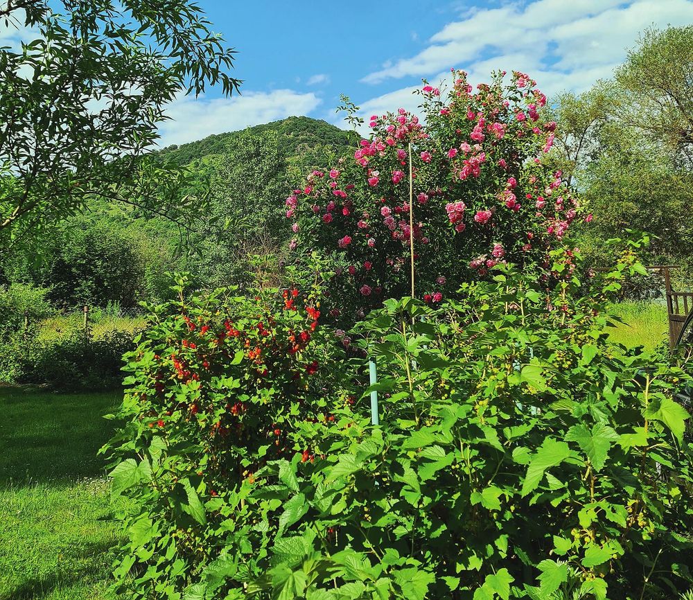 Garten am Strom 18elpz