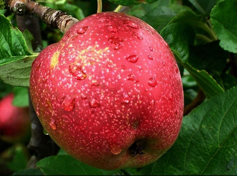 Gebrother Obstweg a7yzqq