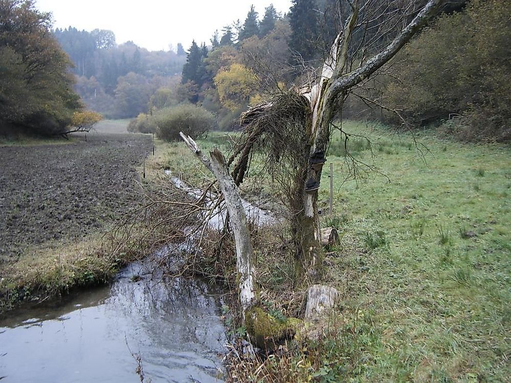 Traumschleife "Königsfeldschleife" 237egx